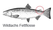 Fettflosse