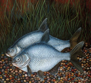 The Perfect Couple - Carp Bream