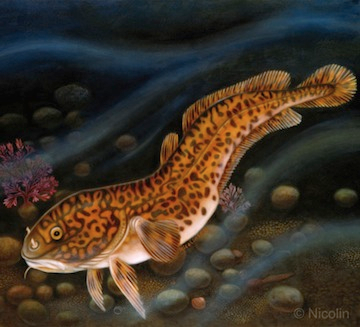 burbot